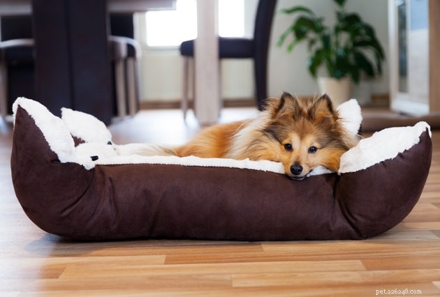 Почему собаки копаются в своих постелях?