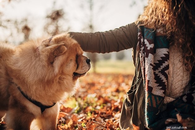 Varför tafsar hundar på dig när du klappar dem?