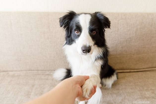 Pourquoi les chiens vous donnent-ils la patte quand vous les caressez ?
