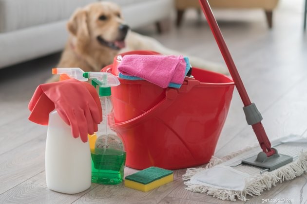 침을 흘리는 개로 집을 깨끗하게 유지하는 방법