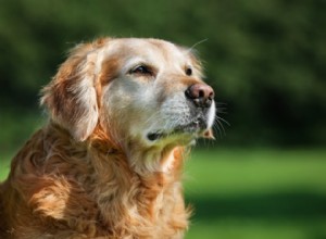 Какие породы собак живут дольше всего?