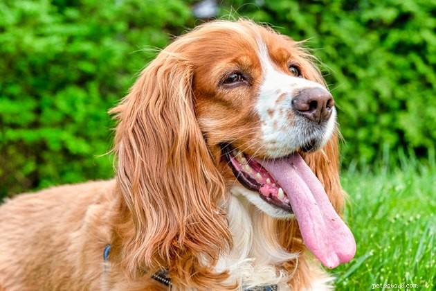 最も長く生きている犬の品種は何ですか？ 