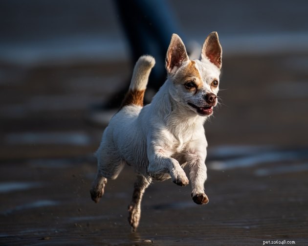 Wat zijn de langstlevende hondenrassen?