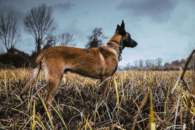 Wat zijn de langstlevende hondenrassen?