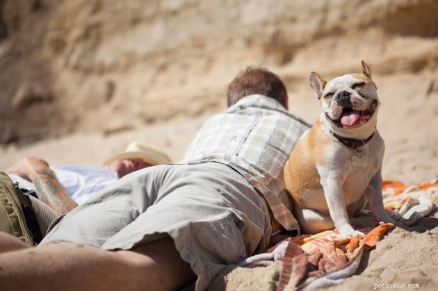 Лучшие солнцезащитные кремы для собак в 2022 году