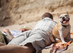 De beste zonnebrandmiddelen voor honden in 2022