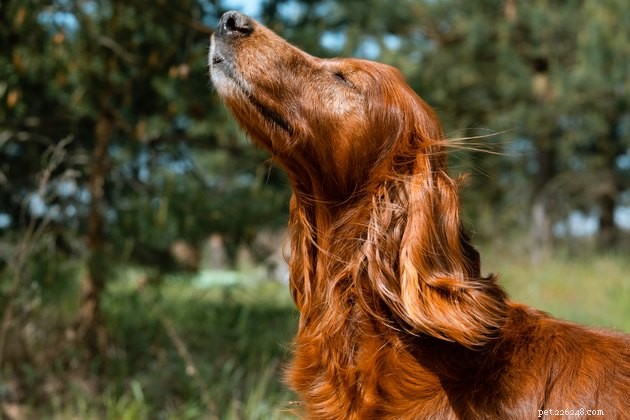 5 modi per rendere divertente il tuo cortile e giardino per il tuo cane