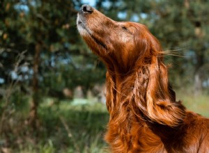 5 modi per rendere divertente il tuo cortile e giardino per il tuo cane