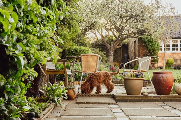 강아지에게 정원과 정원을 즐겁게 만드는 5가지 방법