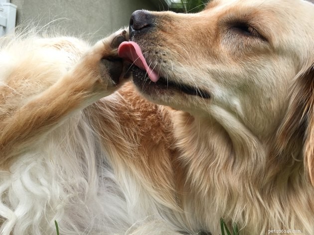 Honden doen niet alsof:hoe weet u wanneer uw hond pijn heeft