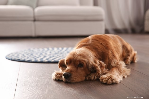 Hundar fejka det inte:Hur man berättar när din hund har ont