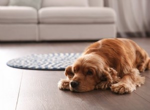 I cani non falsificano:come capire quando il tuo cane soffre