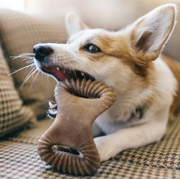 I migliori giocattoli per cani per cani di piccola taglia nel 2022