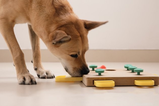 Spela dessa enkla dekompressionsspel för att hålla hundarna lugna runt den 4 juli