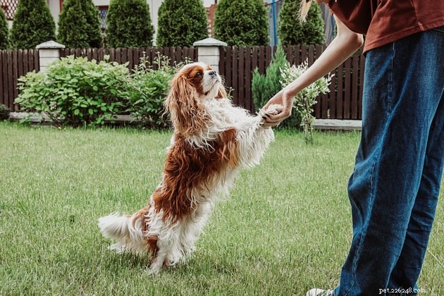 Сыграйте в эти простые декомпрессионные игры, чтобы помочь собакам успокоиться 4 июля