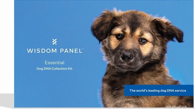 Chewy의 Blue Box 이벤트 2022에서 애완동물 제품을 크게 절약하는 14가지 방법