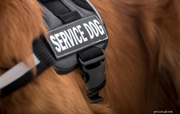 Varför det är skadligt att låtsas som att din hund är en servicehund