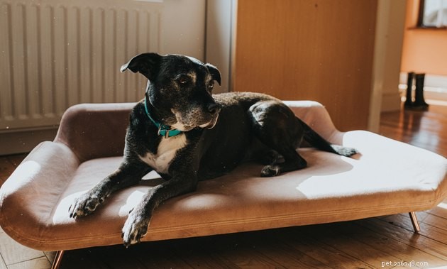 Os melhores sofás-cama para cachorro em 2022