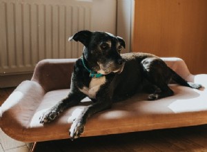 Les meilleurs canapés-lits pour chien en 2022