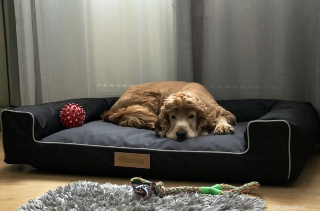 2022年に最高のソファ犬用ベッド 