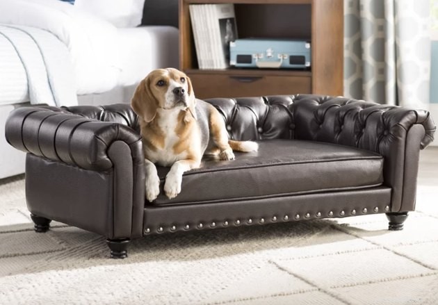 Os melhores sofás-cama para cachorro em 2022