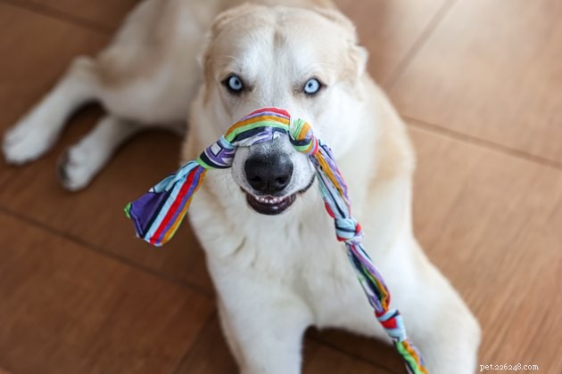 I migliori giocattoli per cani per cani di grossa taglia nel 2022