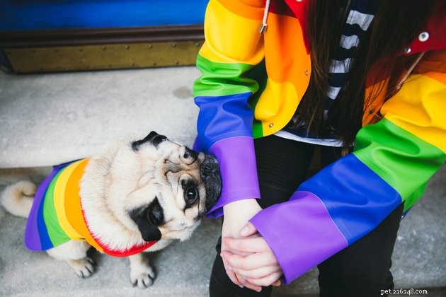 De beste Pride-merchandise voor huisdieren in 2022