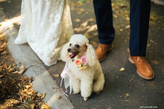 Il miglior abbigliamento da sposa per cani per il tuo grande giorno