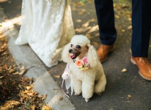 あなたの大切な日のための最高の犬の結婚式の服装 