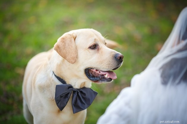 Den bästa hundbröllopsdräkten för din stora dag