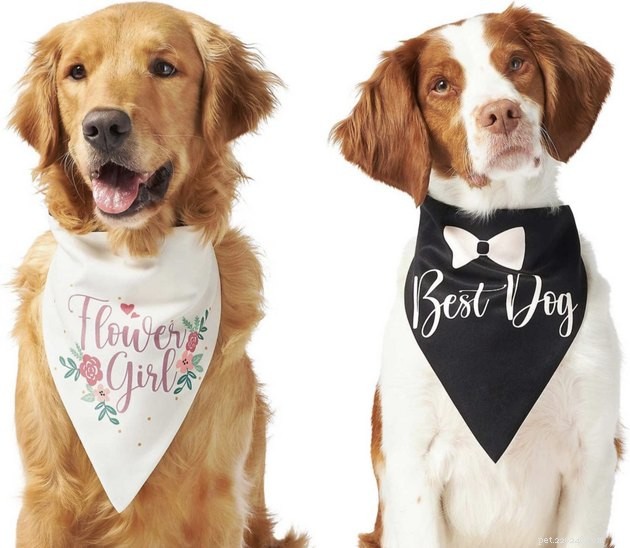 Nejlepší psí svatební oblečení pro váš velký den
