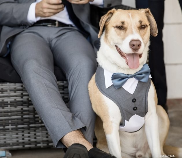 O melhor traje de casamento para cães para o seu grande dia