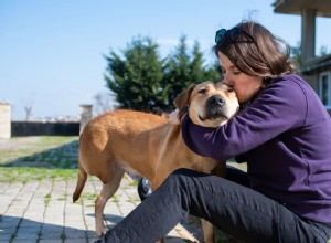 4 zásadní věci, které je třeba zvážit při adopci psa:Profesionální trenér váží