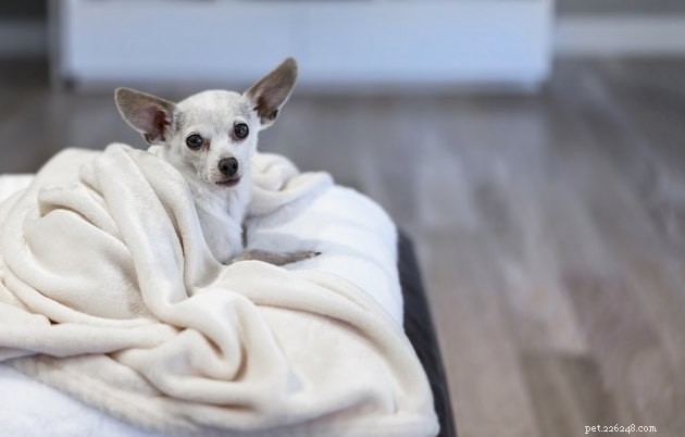 Os melhores cobertores para animais de estimação em 2022