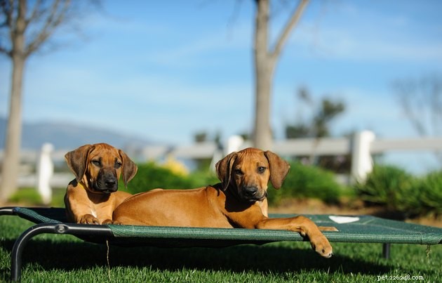 Лучшие лежаки для собак на открытом воздухе в 2022 году