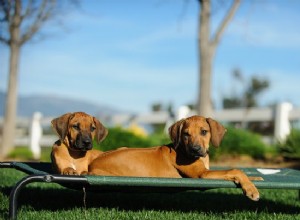 Лучшие лежаки для собак на открытом воздухе в 2022 году