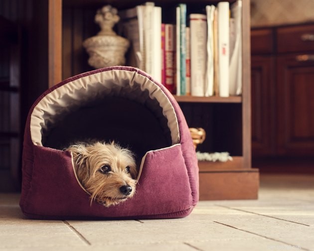 2022年に最高の暖房付き犬用ベッド 