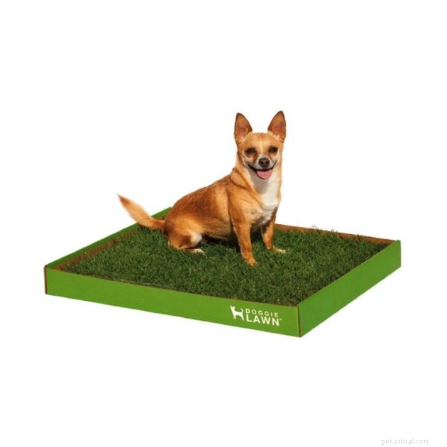 The Best Grass Dog Potties 2022