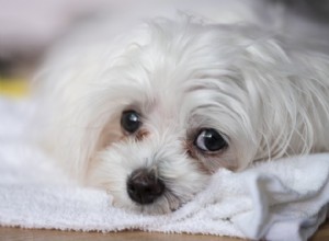 Os melhores removedores de manchas lacrimais para cães e gatos em 2022