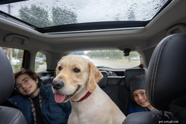 Come mantenere pulita la tua auto quando hai un cane