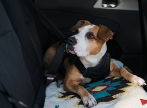 개를 키울 때 차를 깨끗하게 유지하는 방법