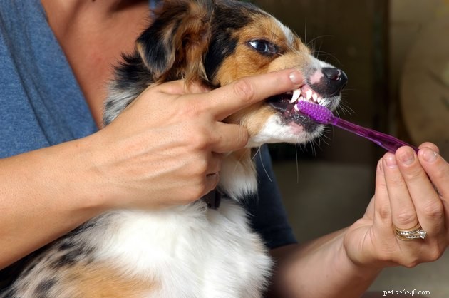 Лучшие зубные щетки для собак в 2022 году