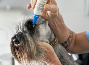 De bästa ögonvattenlösningarna för hundar 2022
