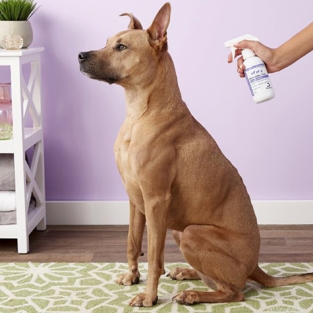De beste deodoriserende sprays voor honden in 2022
