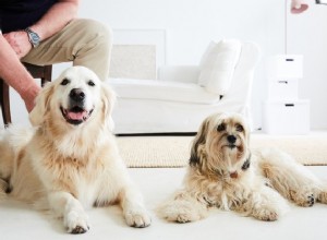 De beste leave-in conditioners voor honden in 2022