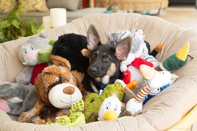 Como encontrar os tipos de brinquedos que seu cachorro adora