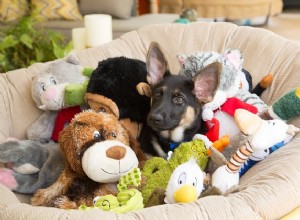 Jak zjistit, jaké druhy hraček váš pes miluje