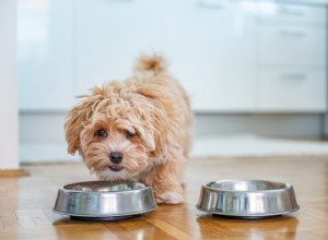 I migliori alimenti freschi per cani nel 2022