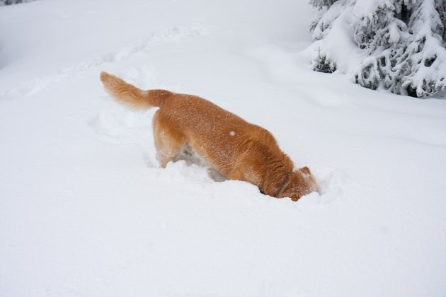 8 sneeuwspellen om met je hond te spelen