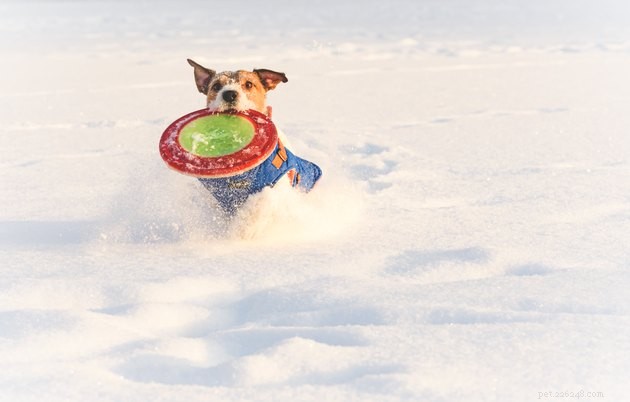8 sněhových her na hraní se svým psem